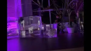 12 29 25 at 6 11 AM Monday morning veiltail bettas