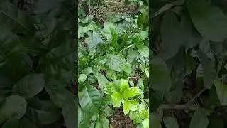 പ്രത്യേക തരം ചെടികൾ. -1