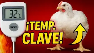 ✅ &iexcl;Esta es la TEMPERATURA EXACTA para que tus POLLOS crezcan M&Aacute;S R&Aacute;PIDO! 🐣