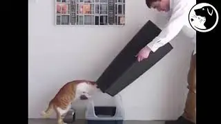 Waterproof Litter Mat for Cats - petswithtoys.com