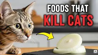 14 Dangerous Foods Your Cat Should NEVER Eat! (Watch Before You Feed Them)