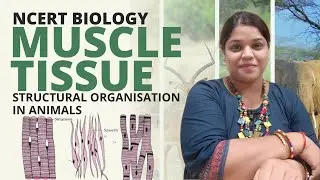 Muscle tissue | Class 11 | Biology | Structural organisation in animals | NCERT