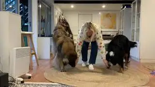 The counting game - FOR THE LOVE OF YOUR DOG