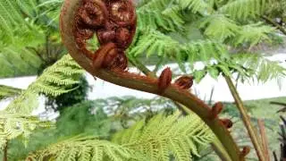 Feriga - Dryopteris filix mas HD 02