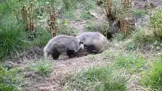 Badger Cubs Helping With The Housework