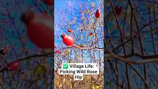 ✅ Village Life: Picking Wild Rose Hips