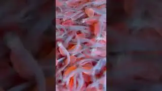 Salmon sac fry wiggle #shorts
