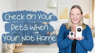 The Best Pet Camera For Your Money - Check On Your Pets 24/7
