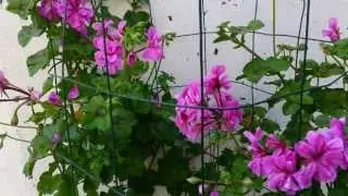 How to grow Geranium Plant - Climbing Geranium - Big advice