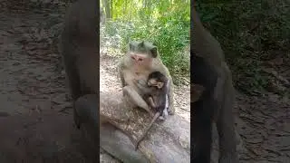 #babymonkey #funny
