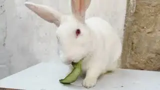 Animal Eating Lunch 😋