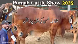 Beauty Competition Winner 2025 | Punjab Cattle Show Winner | Shahpur Kanjra Mandi
