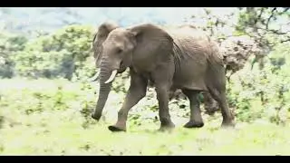 Shocking Incident on Safari #real #encounters #shocking #shorts #horifying #moments #gone #wrong