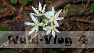 Wald Vlog #4