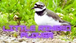 Little Ringed Plover &ndash; Gentle Calls by the Riverside