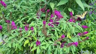 Pollinator party