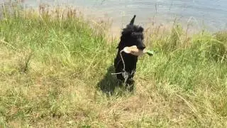 Louter Creek Hunting Poodle 