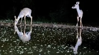 Guenther&rsquo;s Dik-diks (Madoqua guentheri) at Lentorre Live - Kenya - africam.com