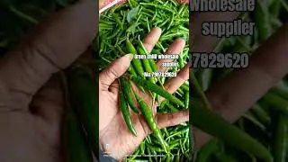 Fresh Green Chilli Export | DSR Traders से डायरेक्ट खेतों से 🌶️#chilli #bangladesh #india