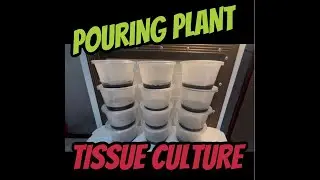 Pouring Plant Tissue Culture Media