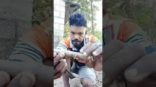 ഇന്ന് ഞാൻ തൈ വയ്ക്കാൻ പോവുകയാണ് എല്ലാ കൂട്ടുകാർക്കും ഹായ് 