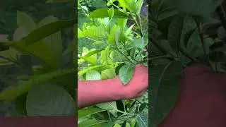 Cape Jasmin (Gandhraj) Plant  Air layering Method  #youtubeshorts #gandhraj #flowers