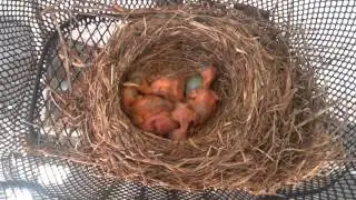 Fieldfare nest in bicycles basket.