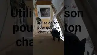 Utilise ce son pour que ton chat vienne te faire un c&acirc;lin #cat #cute #c&acirc;lins