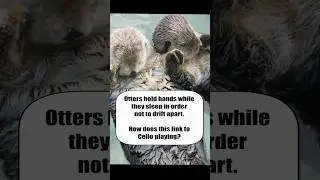 Dvorak Cello Concerto- Otters + Cello Technique = ? #cello #classicalmusic #music #practice #tips