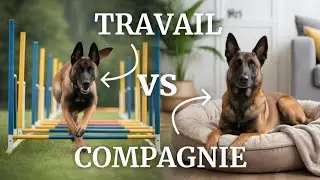 Quels sont les DIFFÉRENCES entre Malinois de travail et Malinois de compagnie ?