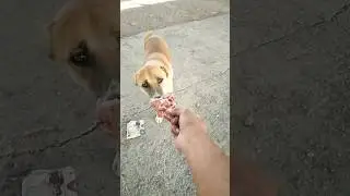 Helping an Abandoned Dog with Cut Ears.#dag#dags#animalrescue#shortvideo#puppy