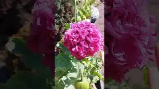 наконец-то, случилось! #жизньвболгарии #саднакрыше #сад #garden #gardening #plants #растения #цветы