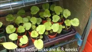 hollyhocks from seed, Successful propagation. Tips and Help.
