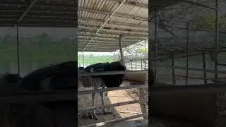 Ostrich #asmr #shorts #farmlife