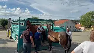 March&eacute; Concours 2023: Pferdetransport in extremis