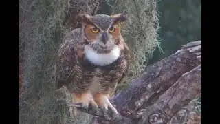 🦉 Owl Fun Facts | Eagle Country
