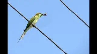 زنبورخوار سبز (زنبورخوار کوچک) Little Green Bee-eater