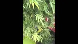 Shucking Plant