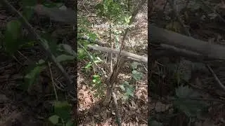 #expedition #nature #swamp #camping #skunkape #bigfoot #outdoors #hiking #nature #florida