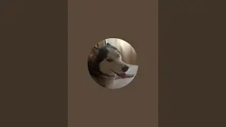#cutie#video#husky 