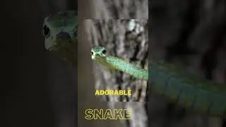 ADORABLE Snake #shorts