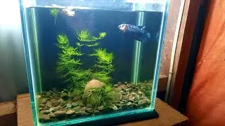 Betta Tank Set-up