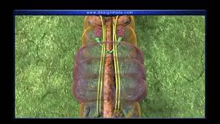 Reproductive system Earthworm