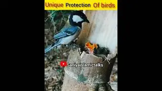 Amazing birds nests😱 #youtubeshorts #viralvideo #birds #nest #trending #allah  #facts#islamicstatus
