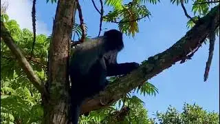 Silver Monkey in Nyungwe National park 