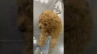 His Name is &ldquo;Peso&rdquo; Nick Name Fluffy 😍 Aka Felipe&rsquo; ❤️ #sneakercon #atlanta #subscribeformore