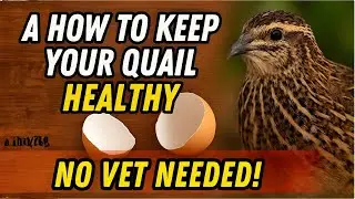 How to Keep Your Quail Healthy -No Vet Needed!