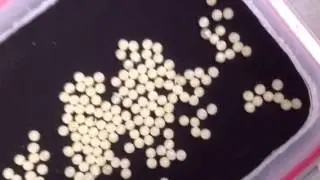 Tarantula eggs hatching