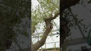 Specimen Plants | Carewswood Garden Centre Caf&eacute;