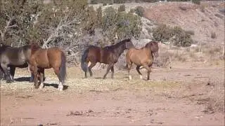 Creek Ranch New Mexico - Guest and Working Ranch Dancing Horses